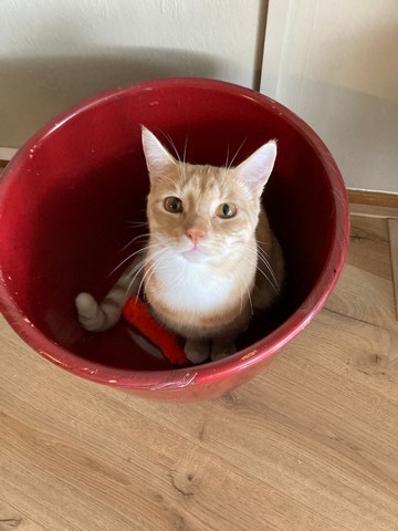 yes-kattenherplaatsing-gouda