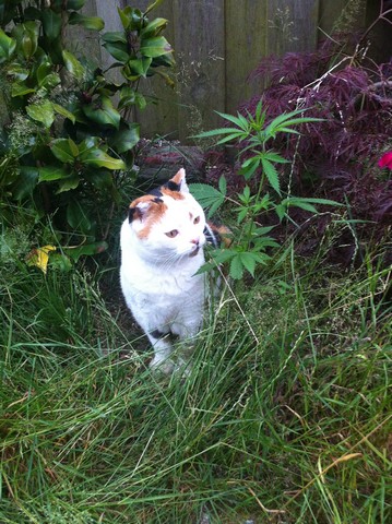 2017-wietplant-kattenvoorlichting-resized