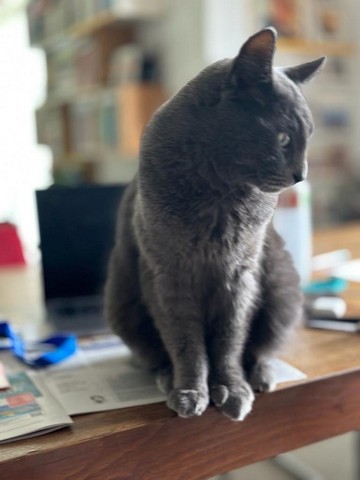 kattenherplaatsing-wildervank