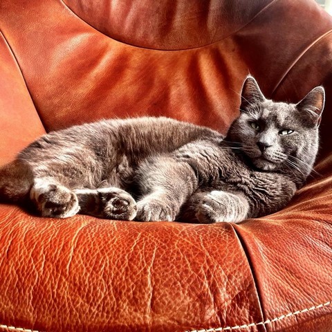 kattenherplaatsing-wildervank