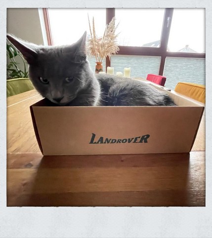 billy-kattenherplaatsing-wildervank