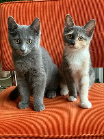 billy-kattenherplaatsing-wildervank