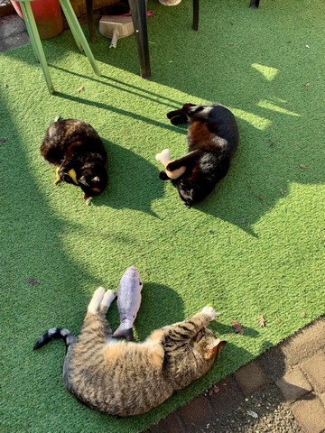 geurverrijking-kat-katten-kattenvoorlichting-matatabi-stokjes-bolletjes-kattenkruid-catnip-kattenspeelgoed-verrijking