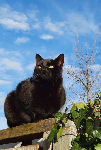 happy-kattenherplaatsing-eemnes (3)-resized