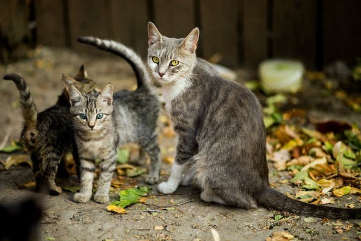 pexels-evg-kowalievska-1416792-zwerfkittens-resized