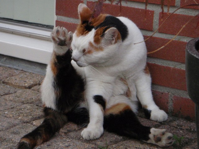 kattenvoorlichting-chloe-wassen-kat