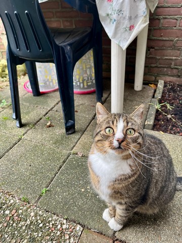 snor-snorharen-tastharen-kat-kattenvoorlichting