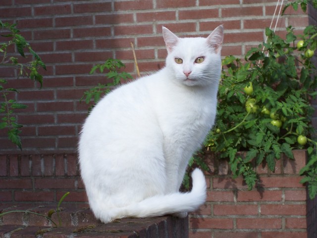 gino-witte-kat-zonverbranding