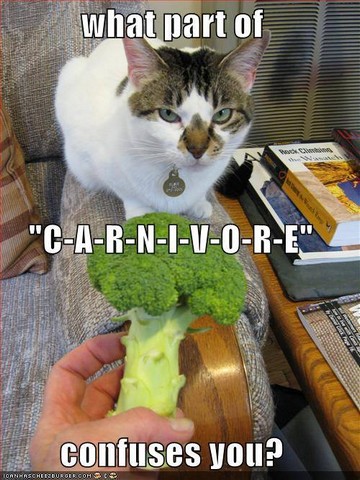 carnivore-broccoli-cat-funny-kattenvoorlichting-resized-gastblog-nicole-mommertz-kattenweetjes-die-iedere-eigenaar-moet-weten-niet-vegan-of-vegetarisch-carnivoor