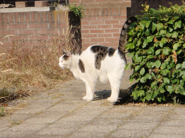 sproeien-kat-buiten-struik-kattenherplaatsing-voorlichting-gastblog-nicole-mommertz-kattenweetjes-die-iedere-eigenaar-moet-weten