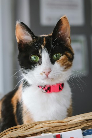 Foto van Şeyda Talay via Pexels