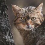 pexels-vincent-ma-janssen-7249476-kattenvoorlichting
