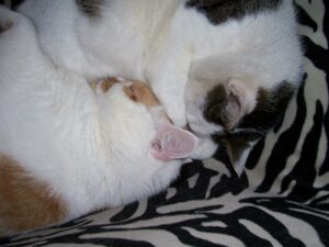 thomas-tonick-samen-slapen-kattenvoorlichting-vriendjes-katten-sociale-groep-resized