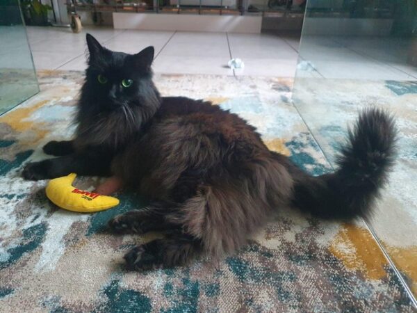Yeowww! catnip banaan - Afbeelding 6
