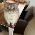 benjamin-raskattenherplaatsing-wilnis