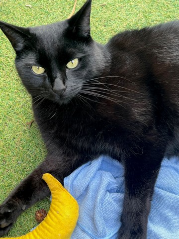 matatabi-stokjes-beschimmeld-vochtig-opgeborgen-kattenvoorlichting-resized