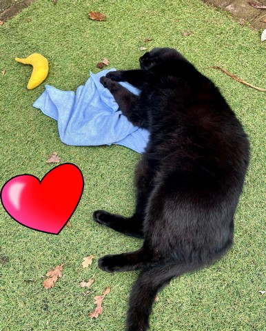 matatabi-bolletjes-yeowww-catnip-banaan-chicata-koffie-geurverrijking
