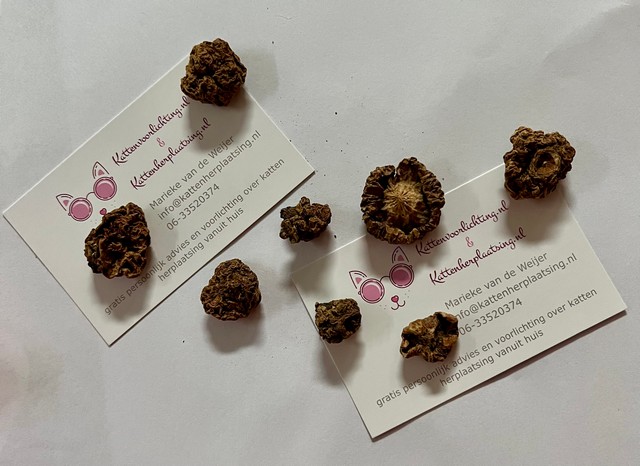 matatabi-bolletjes-kattenvoorlichting-foto-resized