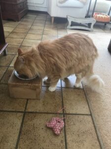 bugsy-eten-voerbakstandaard-verhoging-kattenvoorlichting-resized