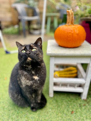 herfst-wijkkrant-padbroek-kattenvoorlichting-resized