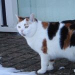 winter-wijkkrant-padbroek-kattenvoorlichting-2