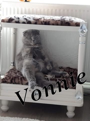 vonnie-informatie-kattenrassen-scottish-fold-kattenvoorlichting (6)-resized