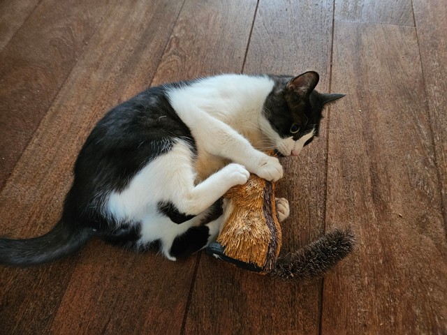 frits-arnhem-kattenherplaatsing (14)-resized