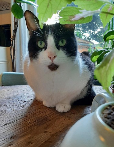 frits-arnhem-kattenherplaatsing (4)-resized