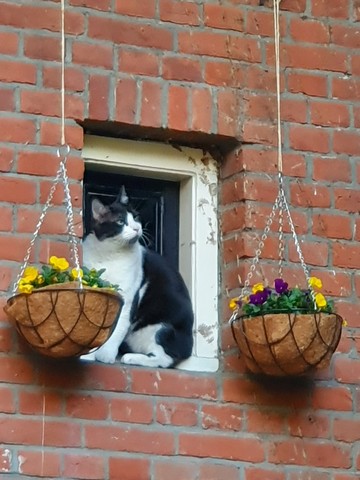 frits-arnhem-kattenherplaatsing (6)-resized