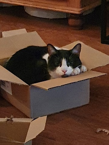 frits-arnhem-kattenherplaatsing (8)-resized