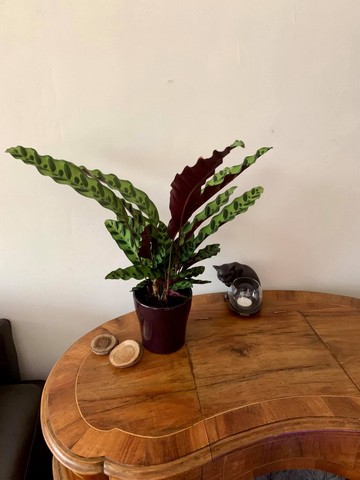 calathea-kattenvoorlichting-resized