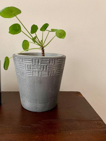 pannenkoekplant-pilea-kattenvoorlichting-resized