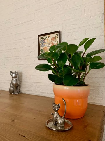peperomia-kattenvoorlichting-resized