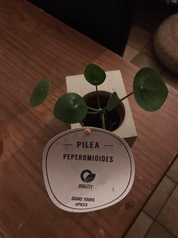 pilea-pannenkoekplant-kattenvoorlichting-resized