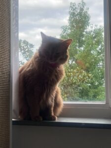 fotos-kattenherplaatsing-rotterdam-somali-indie