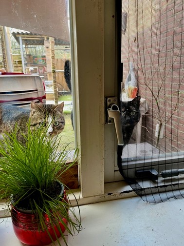 gezichtjes-raam-wijn-friet-kattenvoorlichting-portier-deur-raam-open-doen